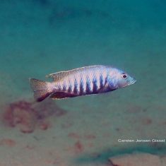 Sciaenochromis sp. ‚nyassae‘