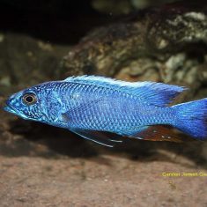 Sciaenochromis fryeri