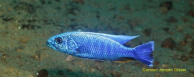 Sciaenochromis fryeri