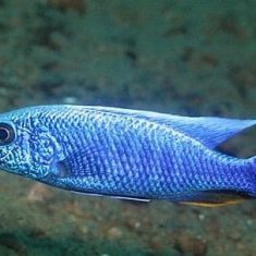 Sciaenochromis fryeri