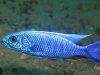 Sciaenochromis fryeri