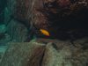Metriaclima estherae Gome Rock (samice)