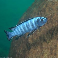 Labeotropheus trewavasae