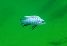 Cynotilapia axelrodi