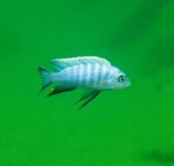 Cynotilapia axelrodi