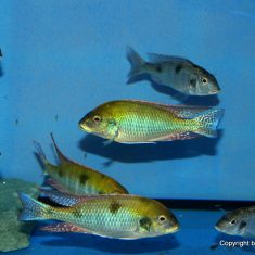 Tramitichromis intermedius