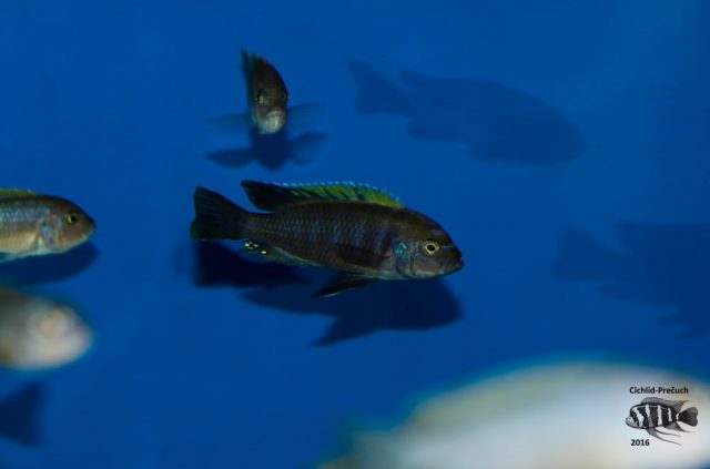 Cynotilapia aurifrons Lion’s Cove (samec)