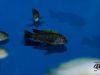 Cynotilapia aurifrons Lion’s Cove (samec)
