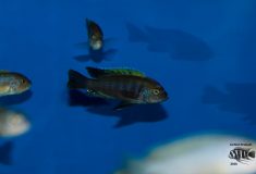 Cynotilapia aurifrons