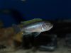 Cynotilapia aurifrons Lion’s Cove (samice)