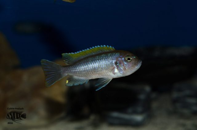 Cynotilapia aurifrons Lion’s Cove (samice)