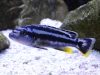 Melanochromis kaskazini (samice)