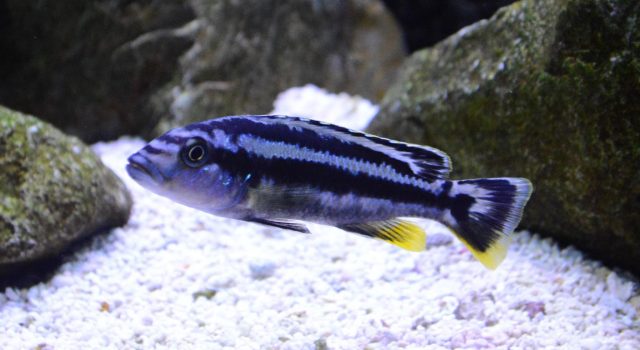 Melanochromis kaskazini (samice)