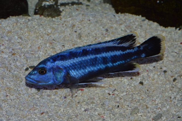 Melanochromis kaskazini