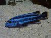 Melanochromis kaskazini