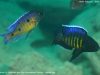 Copadichromis sp. 'kawanga' (samec) 