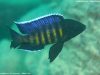 Copadichromis sp. ‚kawanga‘