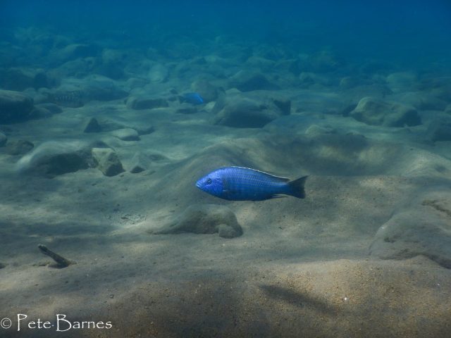 Dimidiochromis kiwinge (samec)
