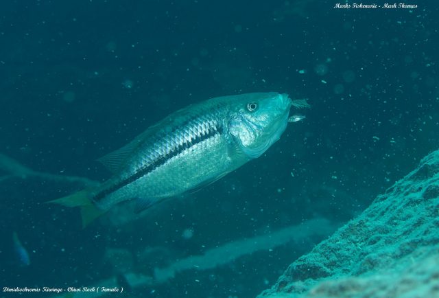 Dimidiochromis kiwinge (samice)