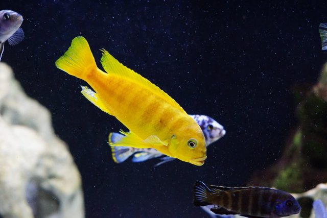 Metriaclima sp. 'zebra gold' (samec)