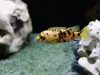 Metriaclima sp. 'zebra gold' (OB samice)