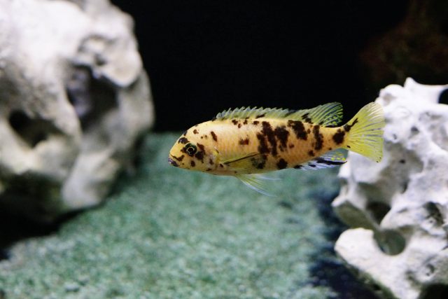 Metriaclima sp. 'zebra gold' (OB samice)