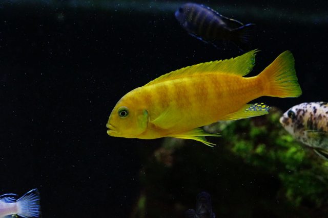 Metriaclima sp. 'zebra gold' (samec)