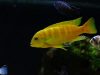 Metriaclima sp. 'zebra gold' (samec)