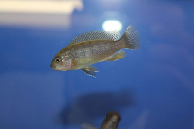 Chindongo minutus Lion's Cove (samice)