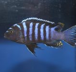 Cynotilapia zebroides