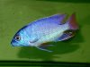 Protomelas taeniolatus