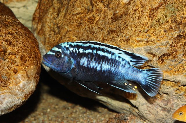 Metriaclima sp. 'msobo' Magunga (samec)