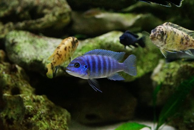Metriaclima fainzilberi Maison Reef (samice)