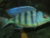 Mylochromis ericotaenia
