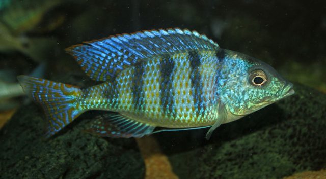 Mylochromis ericotaenia