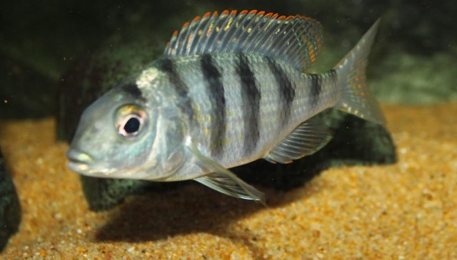 Mylochromis ericotaenia Manda (samice)