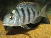 Mylochromis ericotaenia Manda (samice)