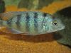 Mylochromis ericotaenia Manda (samec)