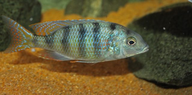 Mylochromis ericotaenia Manda (samec)