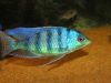 Mylochromis ericotaenia Manda (samec)