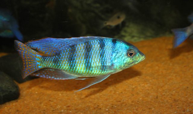 Mylochromis ericotaenia Manda (samec)
