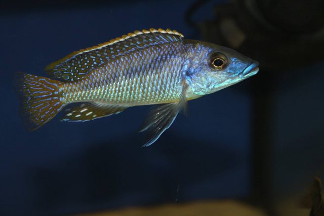 Mylochromis sp. &#8218;lateristriga&#8216;