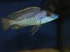 Mylochromis sp. ‚lateristriga‘
