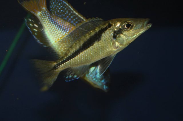 Mylochromis sp. 'lateristriga makanjila' (samice)