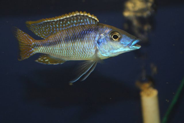 Mylochromis sp. 'lateristriga makanjila' (samec)