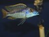 Mylochromis sp. 'lateristriga makanjila' (samec)