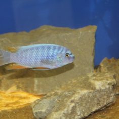 Labeotropheus fuelleborni (18)