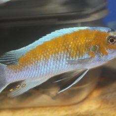 Labeotropheus trewavasae