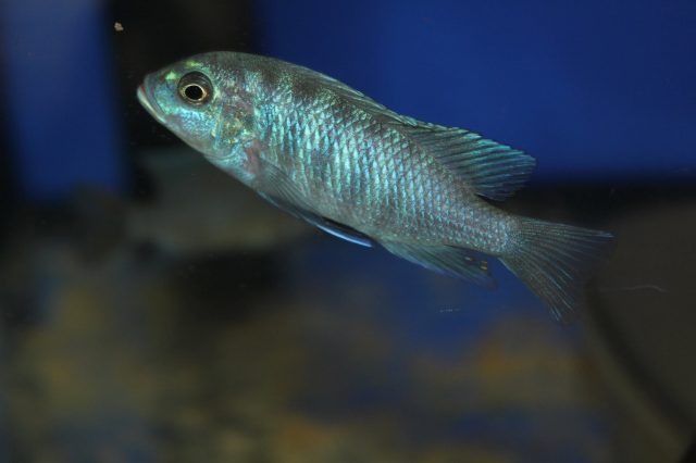 Metriaclima fainzilberi Mdoka Reef (samice)