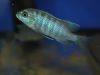 Metriaclima fainzilberi Mdoka Reef (samice)
